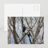 Schwarzer-Schnabel-Magpie, Colorado Postkarte (Vorne/Hinten)