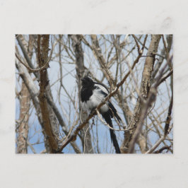 Schwarzer-Schnabel-Magpie, Colorado Postkarte