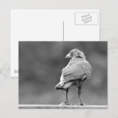 Schwarzer Schnitt Postkarte (Vorne/Hinten)