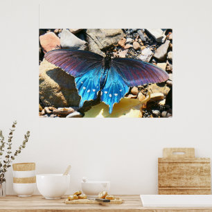 Schwarzer Schwalbenschwanz am New River Beach Poster