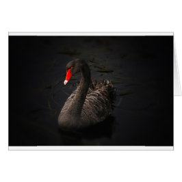 Schwarzer Schwan