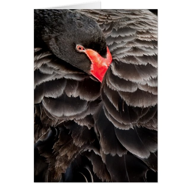 Schwarzer Schwan (Vorne)