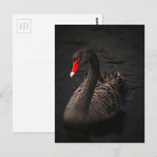 Schwarzer Schwan-1229 Postkarte (Vorne/Hinten)