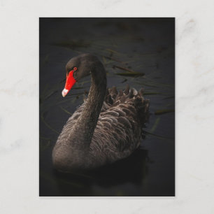 Schwarzer Schwan-1229 Postkarte