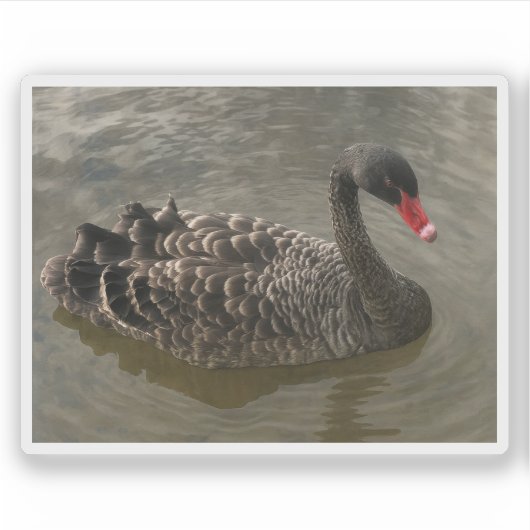 Schwarzer Schwan Aufkleber (Vorderseite)