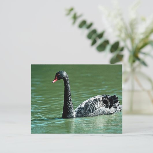 Schwarzer Schwan, Australien Postkarte (Stehend Vorderseite)