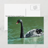 Schwarzer Schwan, Australien Postkarte (Vorne/Hinten)