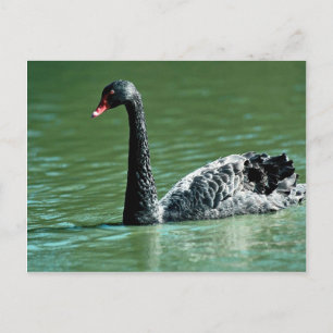 Schwarzer Schwan, Australien Postkarte