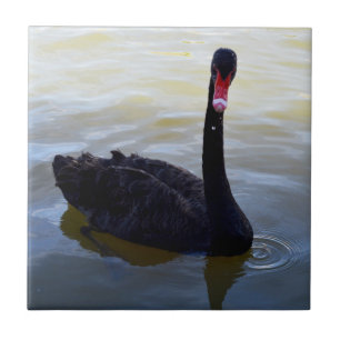 Schwarzer Schwan, der am Fluss schwimmt, Fliese