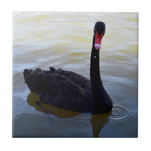 Schwarzer Schwan, der am Fluss schwimmt, Fliese (Vorderseite)