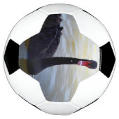 Schwarzer Schwan, der am Fluss schwimmt, Fußball (Gedreht)