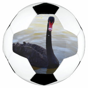Schwarzer Schwan, der am Fluss schwimmt, Fußball