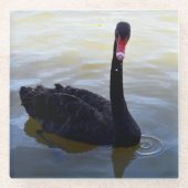 Schwarzer Schwan, der am Fluss schwimmt, Glasuntersetzer (Vorderseite)