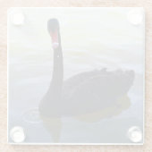 Schwarzer Schwan, der am Fluss schwimmt, Glasuntersetzer (Rückseite)