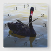 Schwarzer Schwan, der am Fluss schwimmt, Quadratische Wanduhr (Vorderseite)