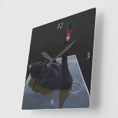 Schwarzer Schwan, der in einem großen Teich schwim Quadratische Wanduhr (Winkel)