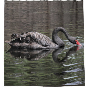 Schwarzer Schwan Duschvorhang