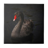 Schwarzer Schwan Fliese (Vorderseite)