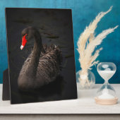 Schwarzer Schwan Fotoplatte (Seite)
