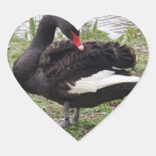 Schwarzer Schwan Herzsticker Herz-Aufkleber
