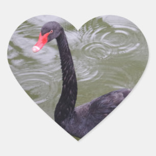 Schwarzer Schwan Herzsticker Herz-Aufkleber