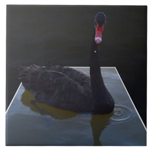Schwarzer Schwan im Maßteich schwimmen, Fliese