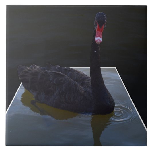 Schwarzer Schwan im Maßteich schwimmen, Fliese (Vorderseite)