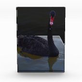 Schwarzer Schwan im Maßteich schwimmen, Fotoblock (Vorderseite)