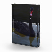 Schwarzer Schwan im Maßteich schwimmen, Fotoblock (Rechts)