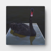 Schwarzer Schwan im Maßteich schwimmen, Fotoplatte (Vorderseite)