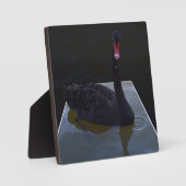 Schwarzer Schwan im Maßteich schwimmen, Fotoplatte (Vorderseite)