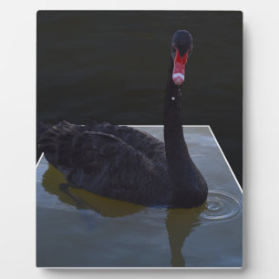 Schwarzer Schwan im Maßteich schwimmen, Fotoplatte