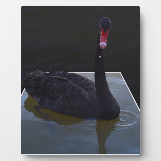 Schwarzer Schwan im Maßteich schwimmen, Fotoplatte (Vorderseite)