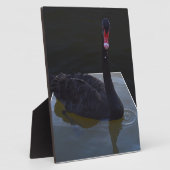 Schwarzer Schwan im Maßteich schwimmen, Fotoplatte (Seite)