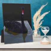 Schwarzer Schwan im Maßteich schwimmen, Fotoplatte (Seite)