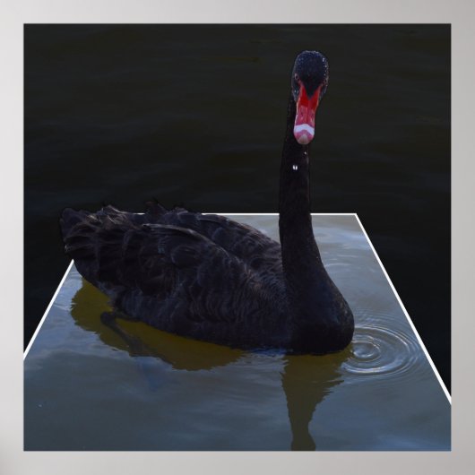 Schwarzer Schwan im Maßteich schwimmen, Poster (Vorne)