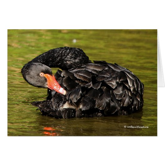 Schwarzer Schwan im Teich (Vorderseite (Horizontal))