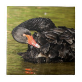 Schwarzer Schwan im Teich Fliese (Vorderseite)