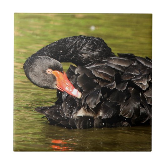 Schwarzer Schwan im Teich Fliese (Vorderseite)