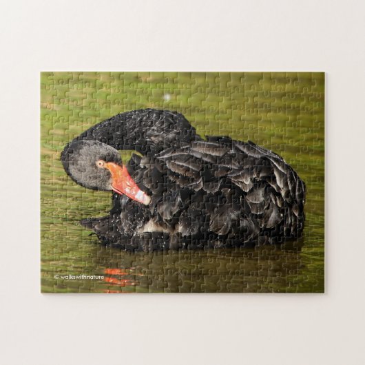 Schwarzer Schwan im Teich Puzzle (Horizontal)