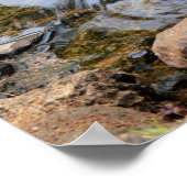 Schwarzer Schwan in einem Goldfischteich Poster (Ecke)