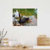 Schwarzer Schwan in einem Goldfischteich Poster (Küche)