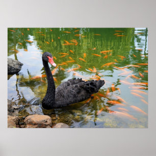 Schwarzer Schwan in einem Goldfischteich Poster