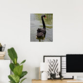 Schwarzer Schwan in ruhigem Teich Poster (Heimbüro)