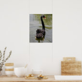 Schwarzer Schwan in ruhigem Teich Poster (Küche)
