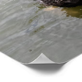 Schwarzer Schwan in ruhigem Teich Poster (Ecke)