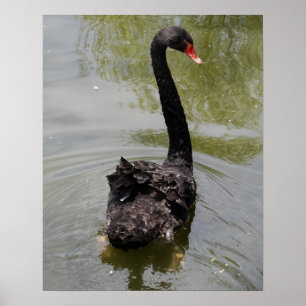 Schwarzer Schwan in ruhigem Teich Poster