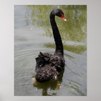 Schwarzer Schwan in ruhigem Teich Poster