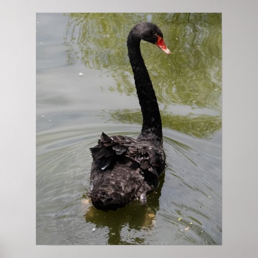 Schwarzer Schwan in ruhigem Teich Poster (Vorne)