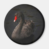 Schwarzer Schwan Magnet (Vorne)